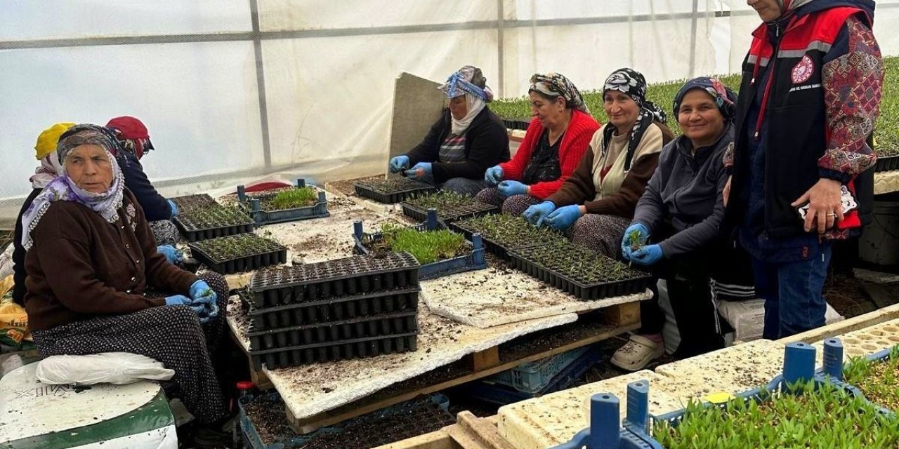 Erzincan’da seralarda fide denetimi sürüyor