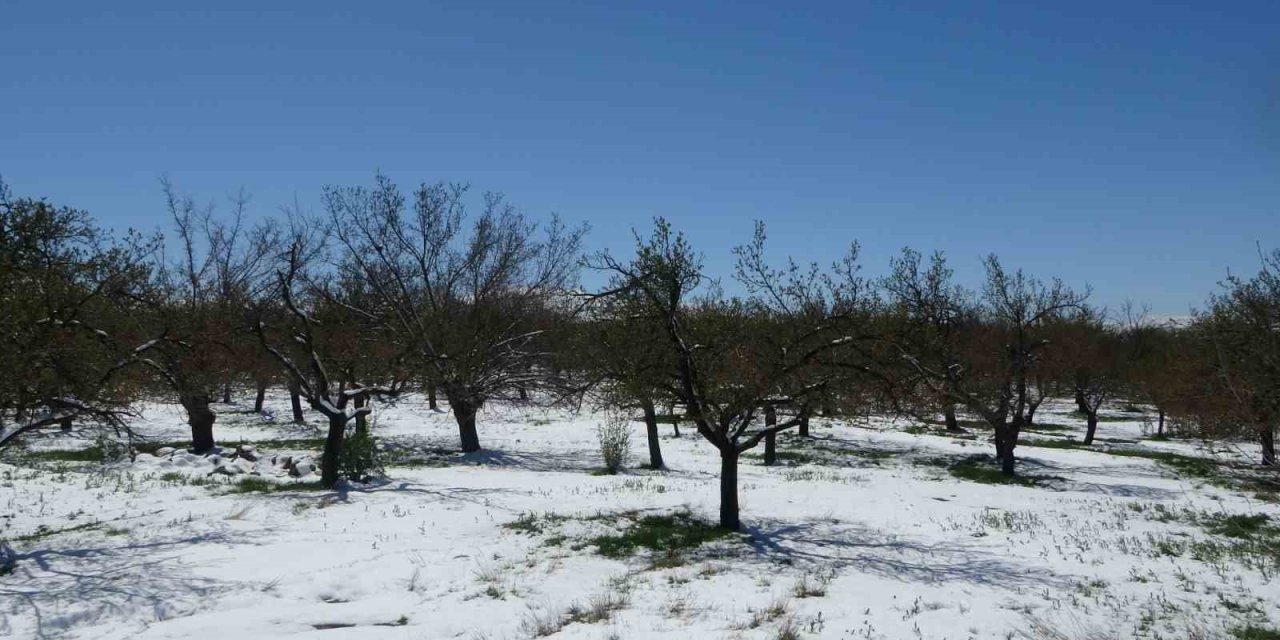 Malatya’da kayısıda don endişesi