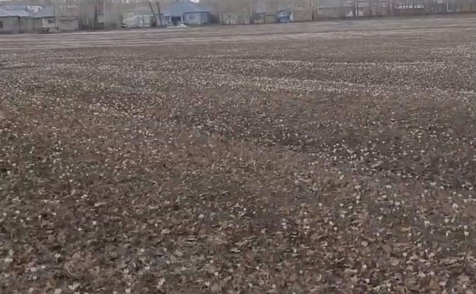 Özalp’te baharın müjdecisi çiğdemler açtı