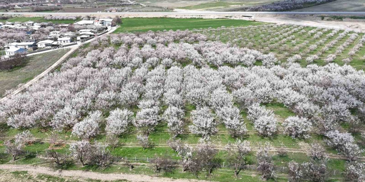 Malatya’da kayısıda iklim endişesi devam ediyor