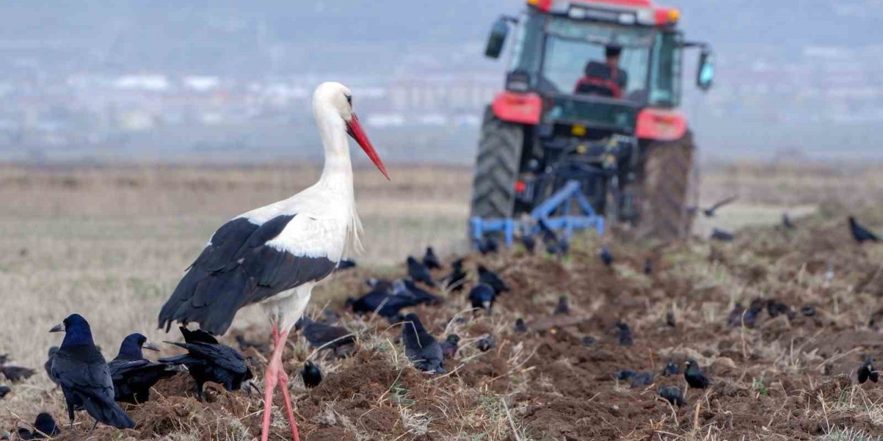 Meteorolojiden zirai don uyarısı