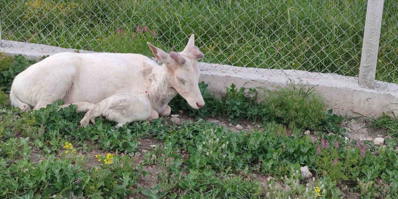 Elazığ’da beyaz alageyik evin bahçesine indi