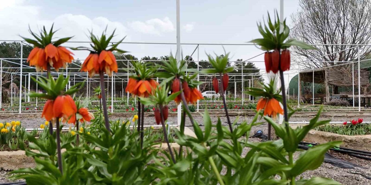 Ters laleyi koparmanın cezası 700 bin lira: Yılda sadece 20 gün yaşıyor