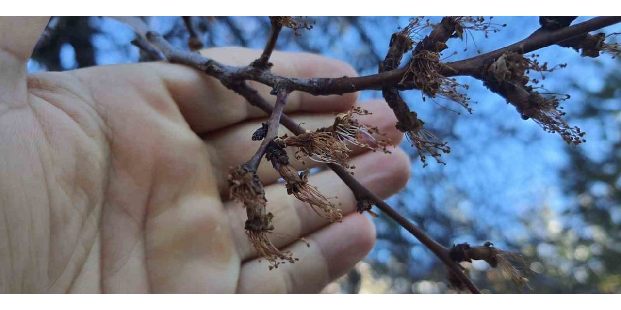 Erzincan’da soğuk şok: Kayısı çiçekleri karardı