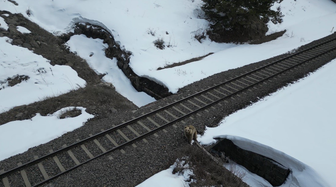 Kars’ta drone ile karşılaşan boz ayı kamerada: Merak, tedirginlik ve kaçış