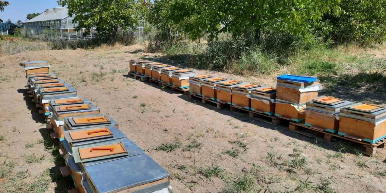 ’Süper gıda’ arı sütü Malatya’da mercek atında