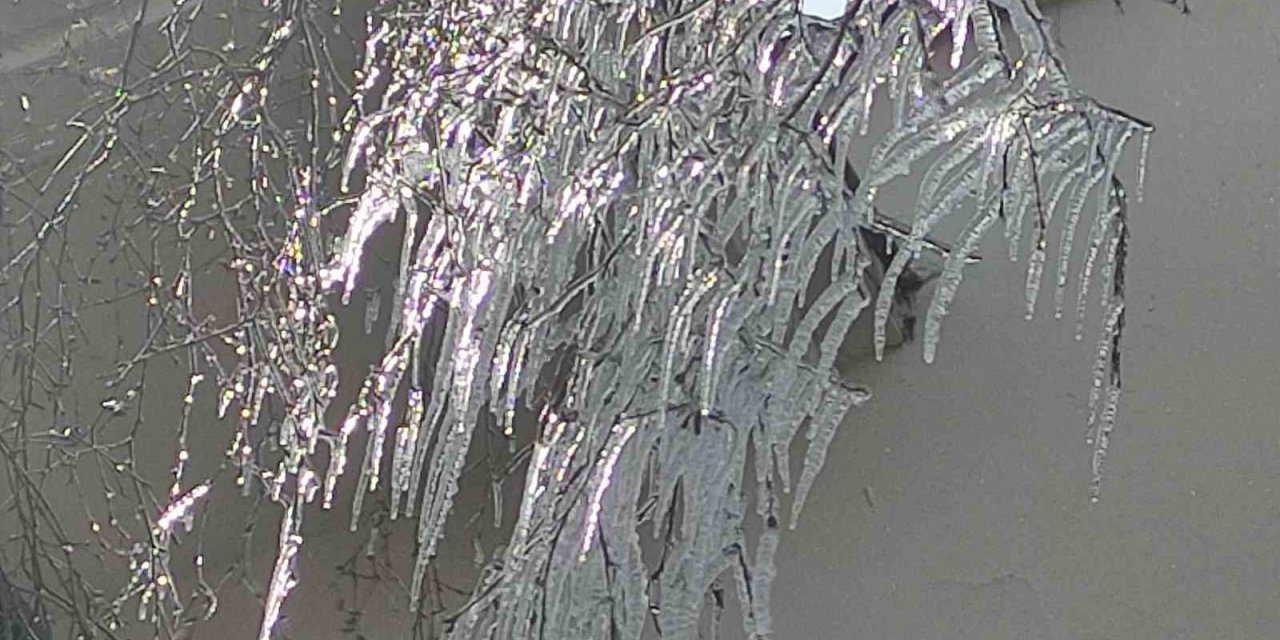 Hava sıcaklığı eksi 10’a düştü, ağaç dalları dondu