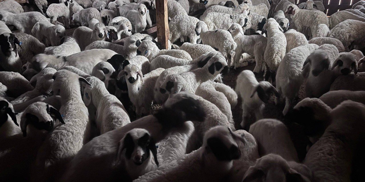 Sürülerde bahar hareketliliği: Kuzular annelerini böyle buldu