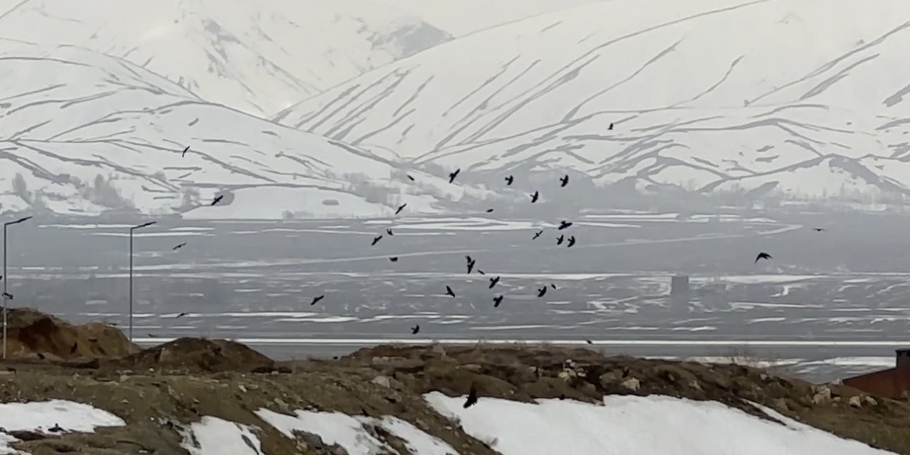 Kuşların rüzgarla dansı: Havada zor kalabildiler