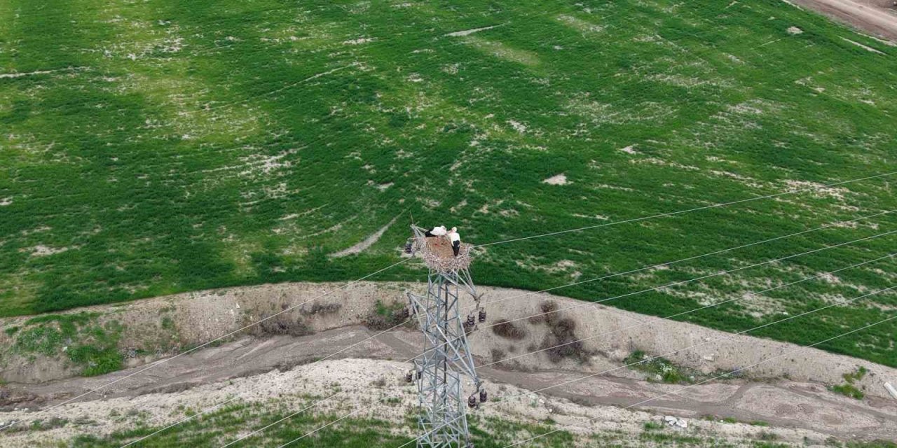 Baharın müjdecisi leylekler Elazığ’ı renklendiriyor