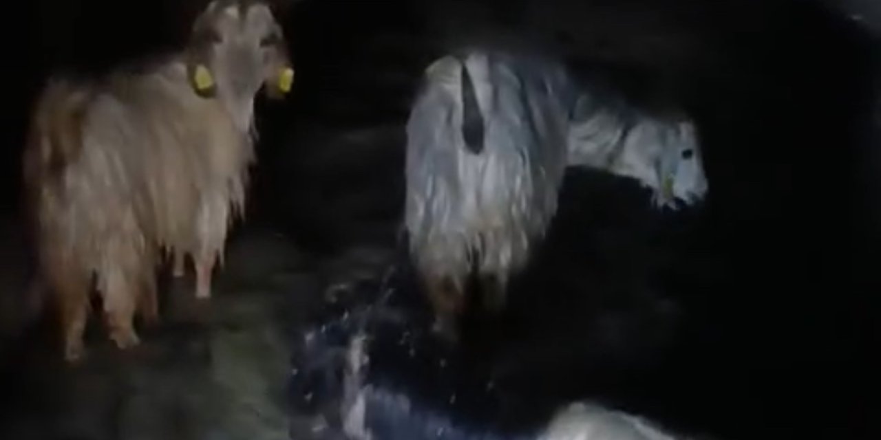 Yüksekova’da ahırları su bastı: Mahsur kalan hayvanlar kurtarıldı