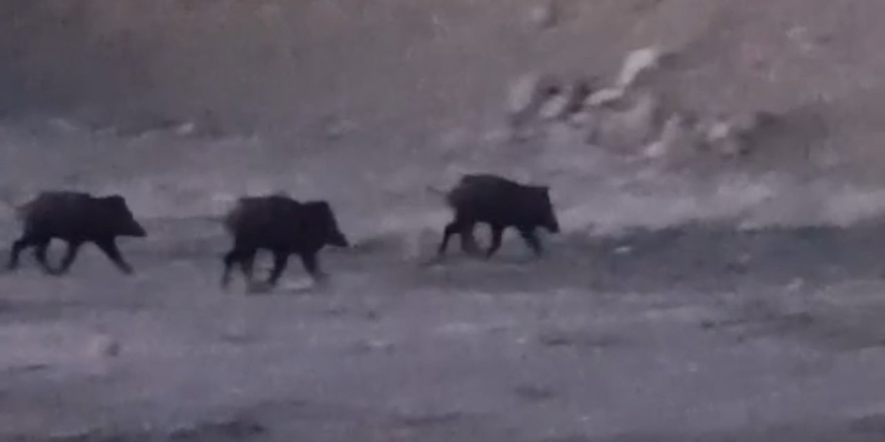 Yüksekova’da domuz sürüsü görüntülendi