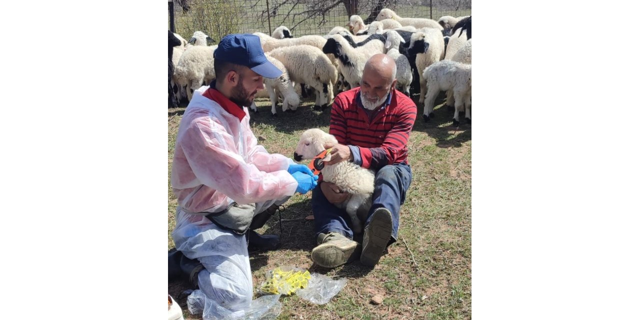 Kemah’ta küçükbaş hayvanlar aşılanarak küpeleniyor