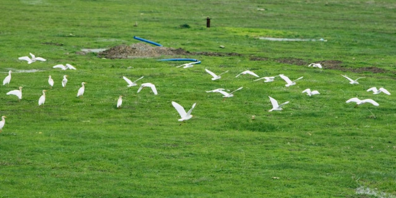 Göçmen kuşlar Muş Ovası’nı süsledi