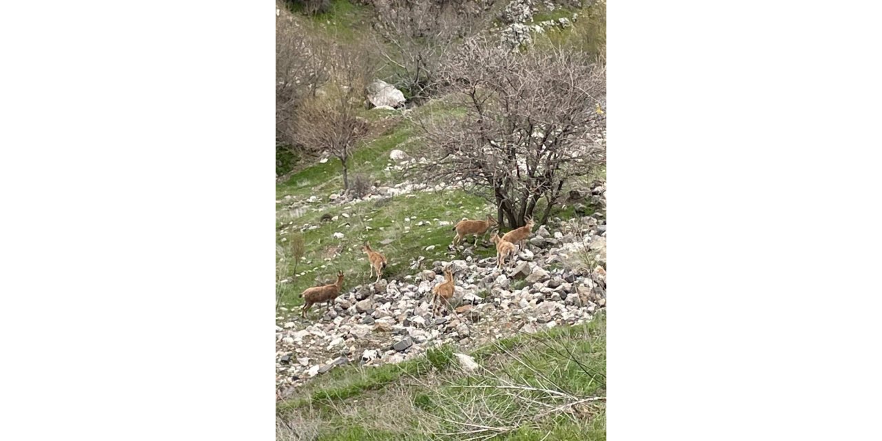 Elazığ’ın tarihi mahallesi Harput’ta dağ keçileri görüntülendi