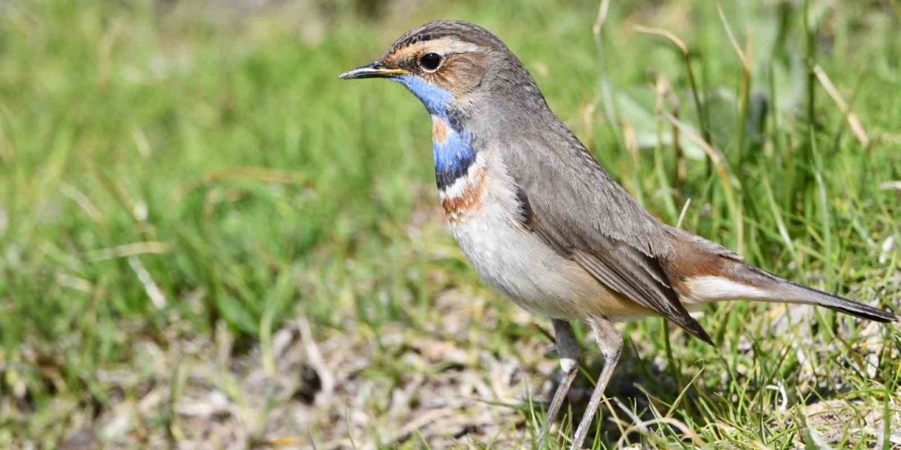 Van Gölü havzası göçmen kuşlarla renklendi