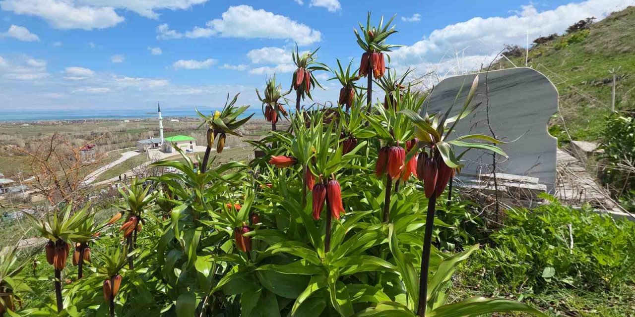 Van’da açan ters laleler göz kamaştırıyor