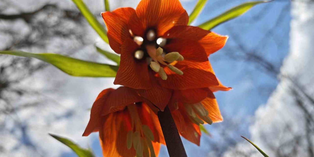Bitlis’te açan ters laleler görsel şölen sunuyor