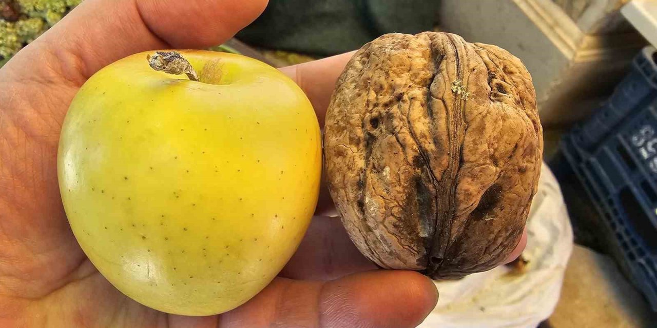 Elazığ’da elma büyüklüğünde cevizler ilgi çekiyor