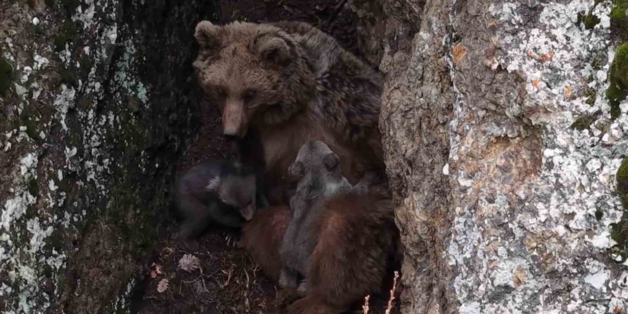 Tunceli’de belgeselleri aratmayan görüntüler