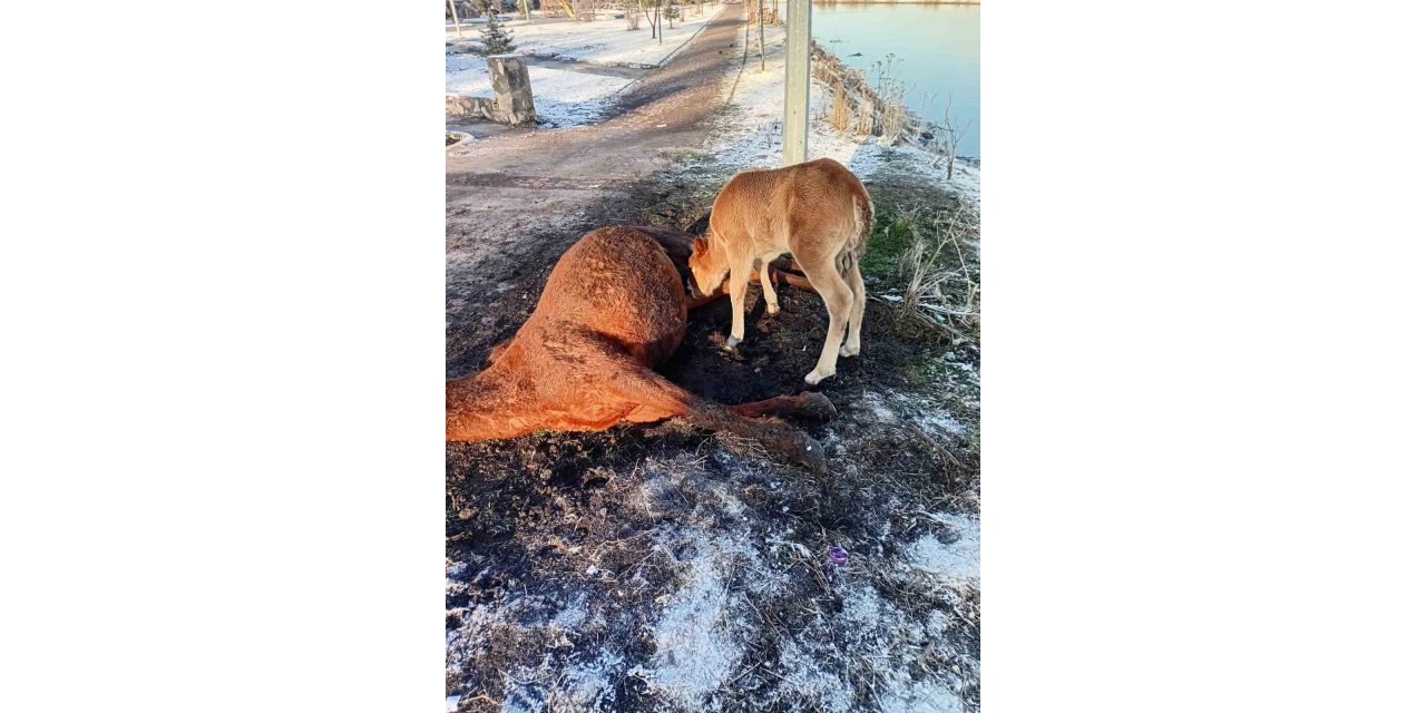Annesini kaybeden tay, onu hâlâ emmeye çalıştı