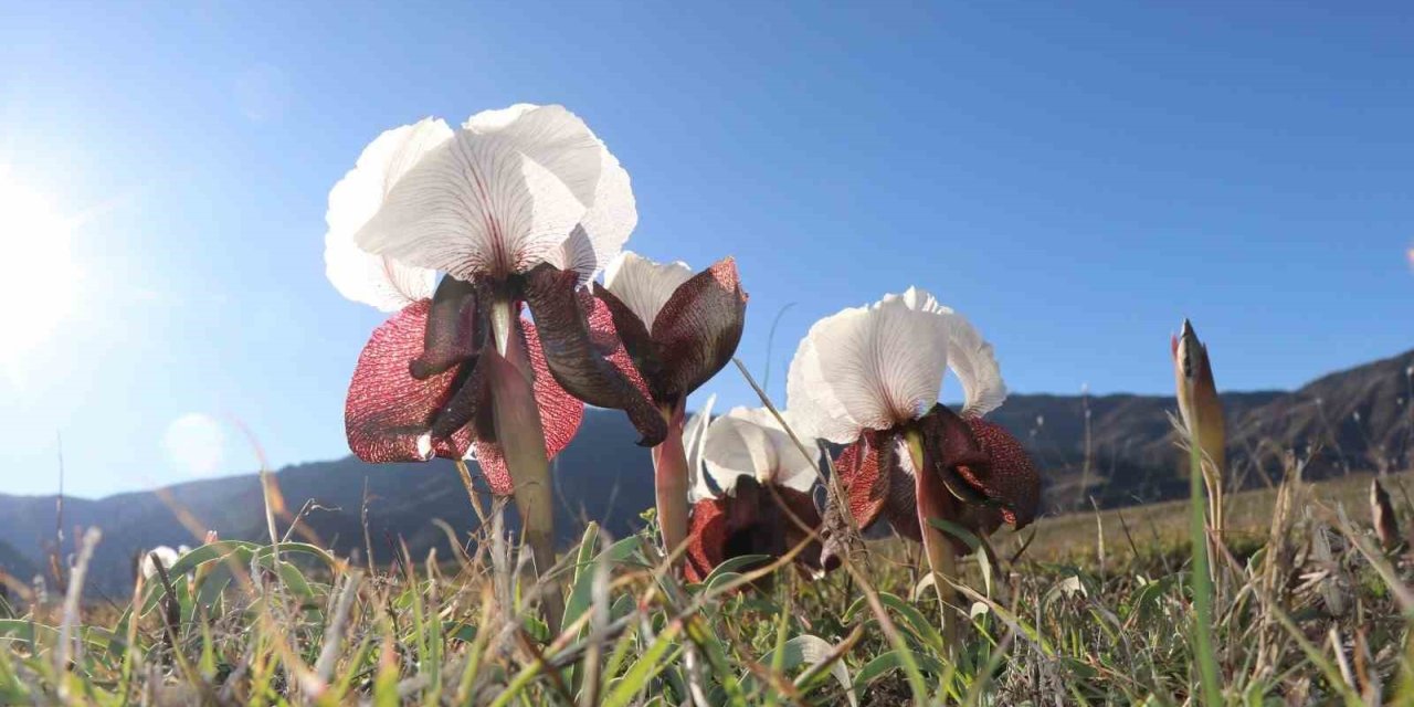 Oltu’da kurt kulakları meraları süslüyor
