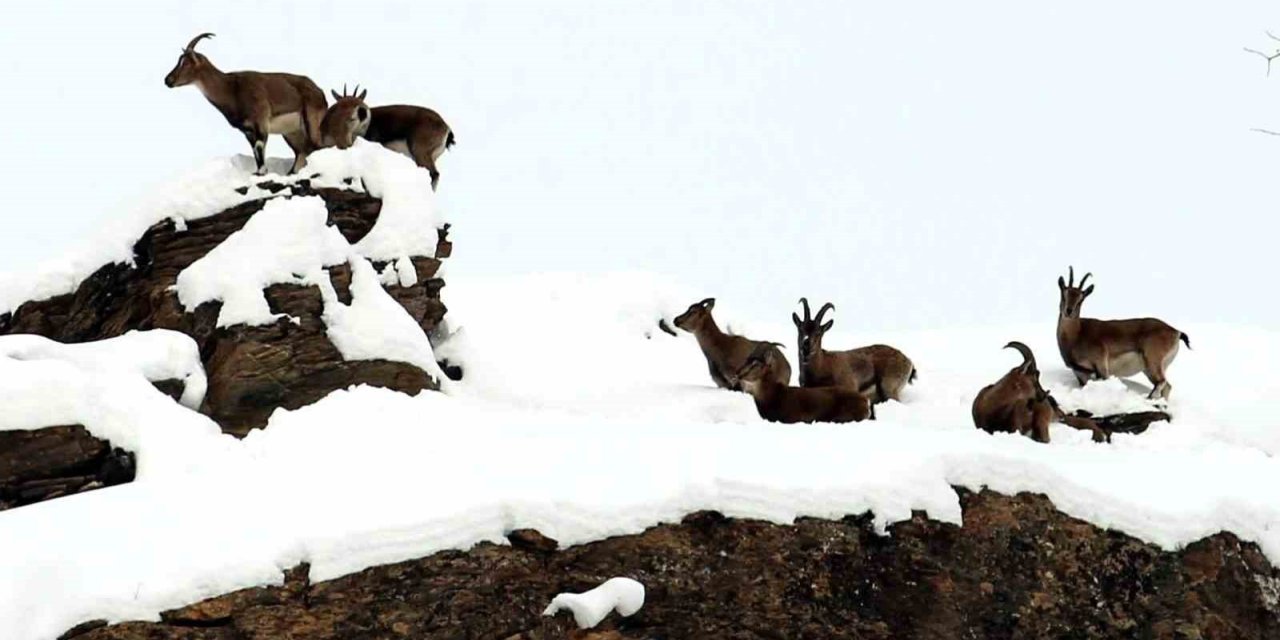 Zirvesi karla kaplı dağda gezinen dağ keçileri havadan görüntülendi