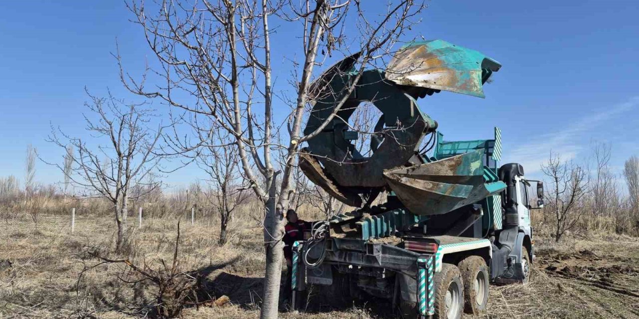 Iğdır’da 15-16 yıllık 77 kiraz ağacı taşınarak kesilmekten kurtarıldı