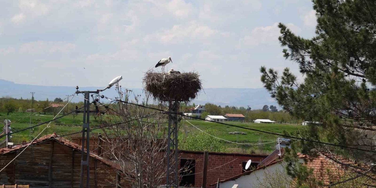Malatya’da baharın müjdecisi leylekler yuvalarına dönüyor