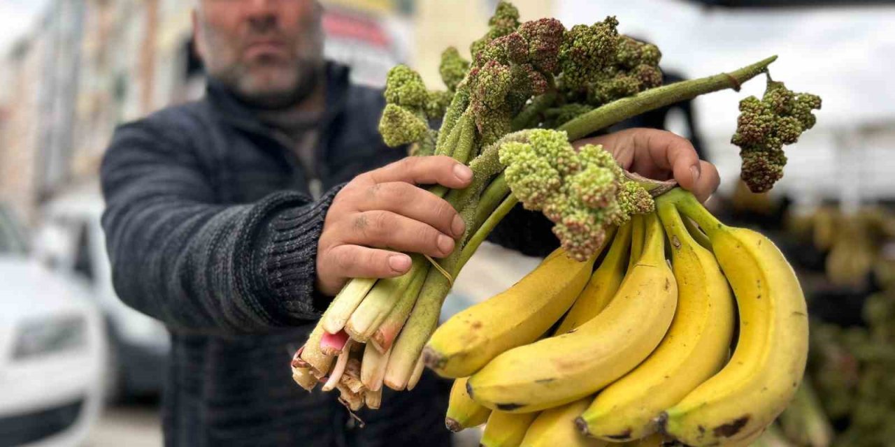 Yayla muzu uçkun tezgaha çıktı