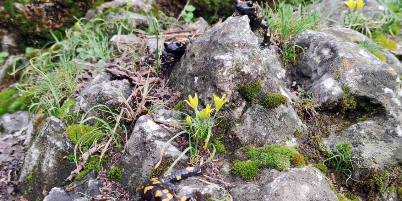 Yağmur yağışlarıyla birlikte "Doğanın gizli kahramanları" böcekler iş başı yaptı