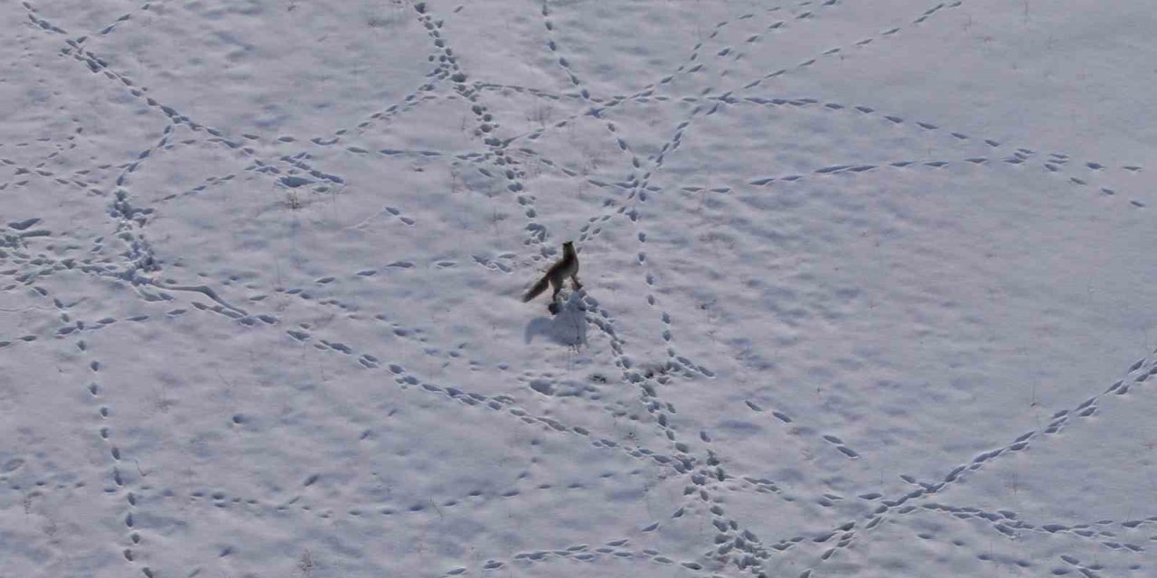 Van’da tilkinin avı dron kamerasına yansıdı