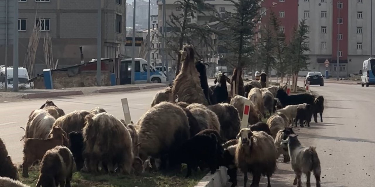 Koyunlar refüjde otladı, sürücüler bekledi