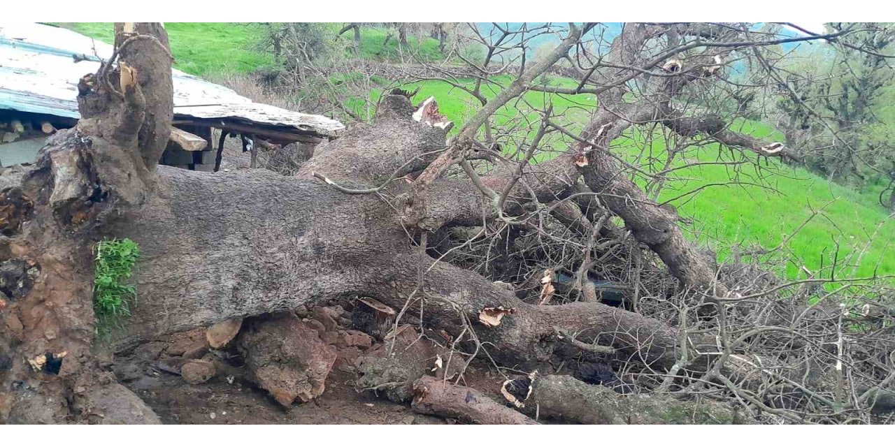 Derecik’te üzerine ağaç devrilen ağıldaki 4 keçi telef oldu