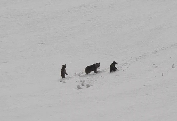 Munzur Dağları’nda anne ayı ve yavruları kamerada