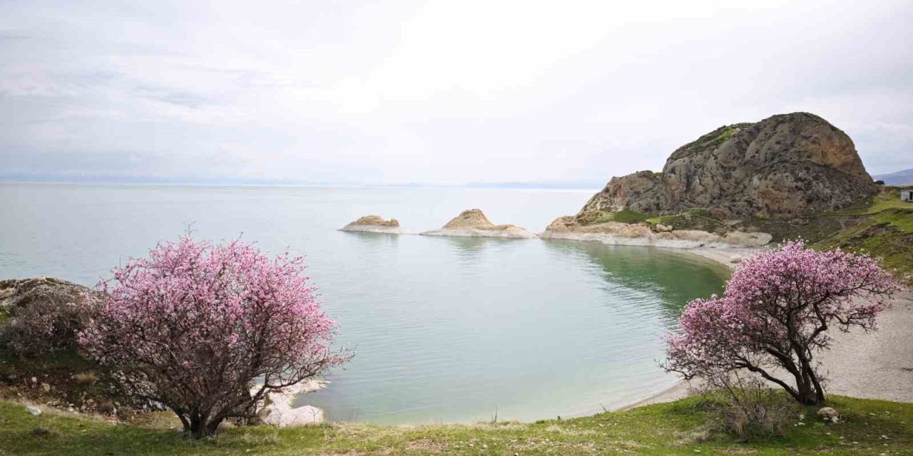 Badem çiçekleri Van Gölü kıyılarını renklendirdi