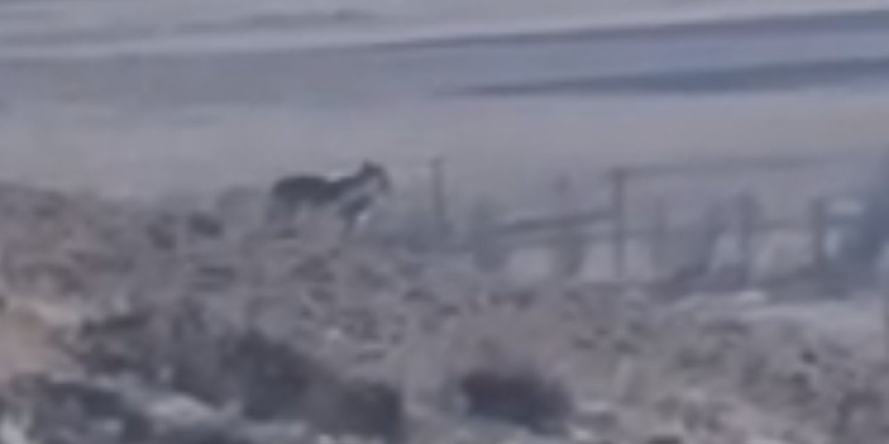 Özalp’te sürüye saldırmak için fırsat kollayan kurtlar görüntülendi