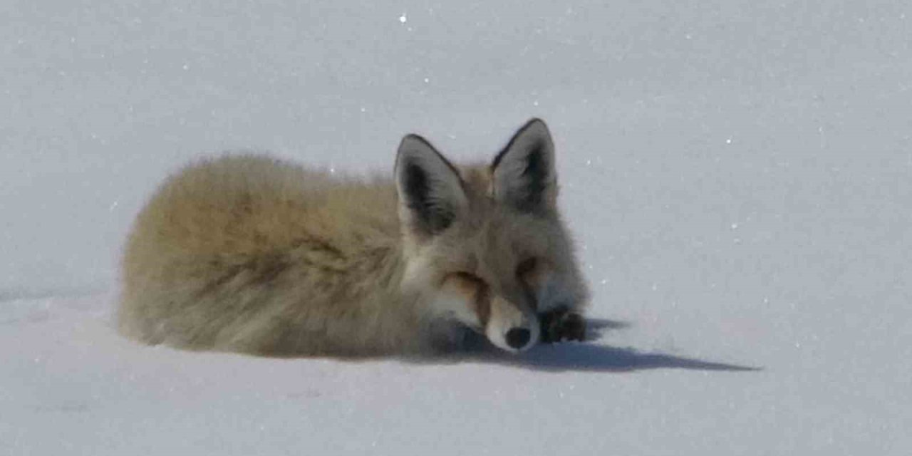 Tilki karla kaplı arazide dinlenirken görüntülendi