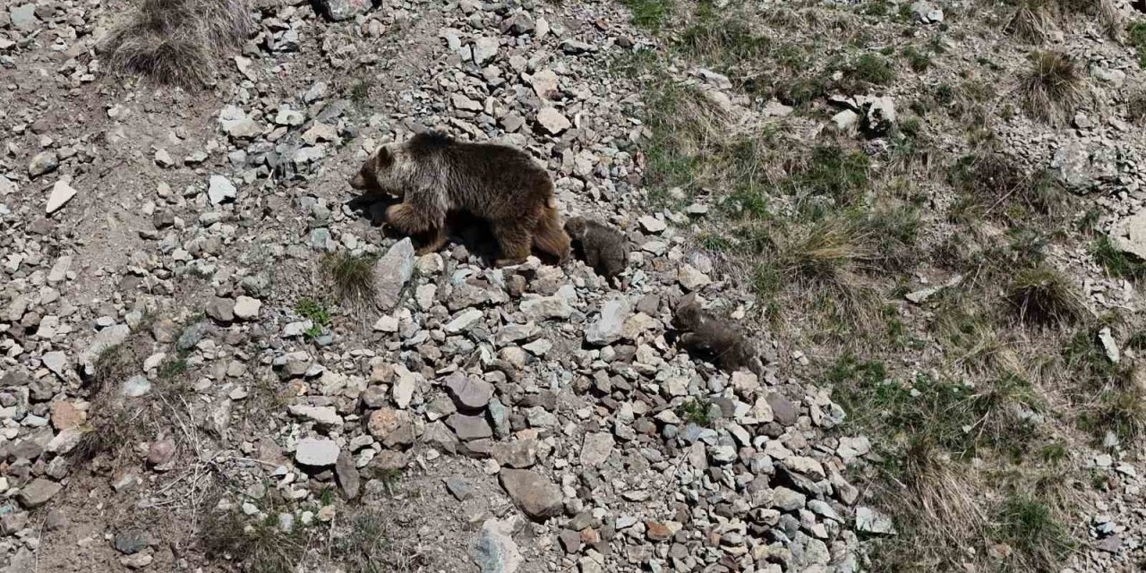 Erzurum Oltu’da bozayı iki yavrusuyla görüntülendi