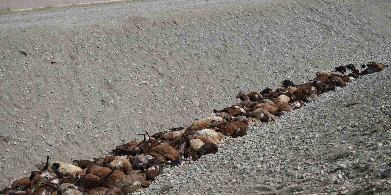 Iğdır’daki arı saldırısının ardından bölgede hasar tespiti sürüyor