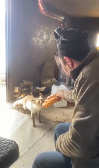 Ahlat’ta tilki ile işçilerin dostluğu gülümsetiyor
