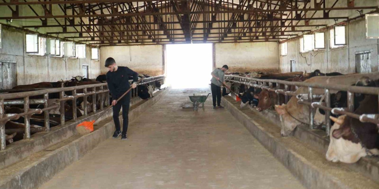 Muş’tan batı illerine 50 bin kurbanlık hayvan sevk edilecek
