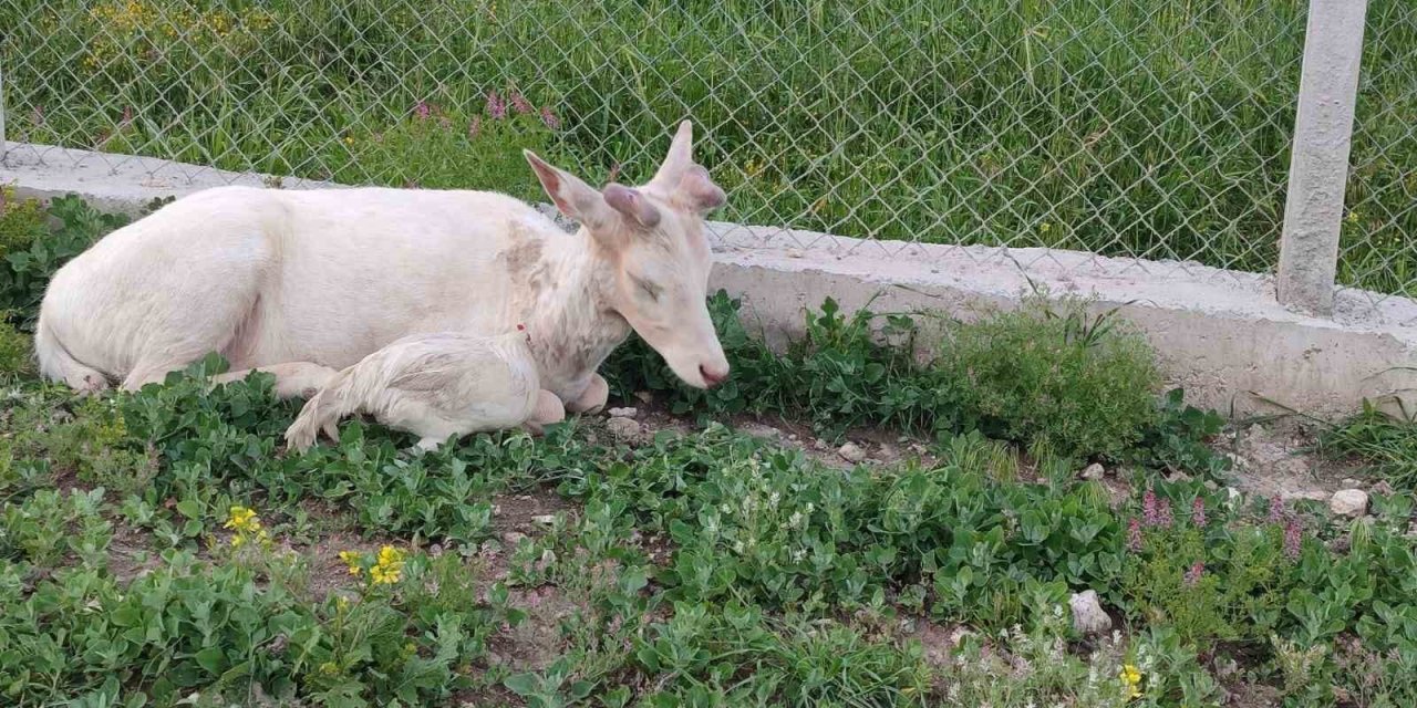 Elazığ’da beyaz ala geyik bu kez koyun sürüsünde görüldü