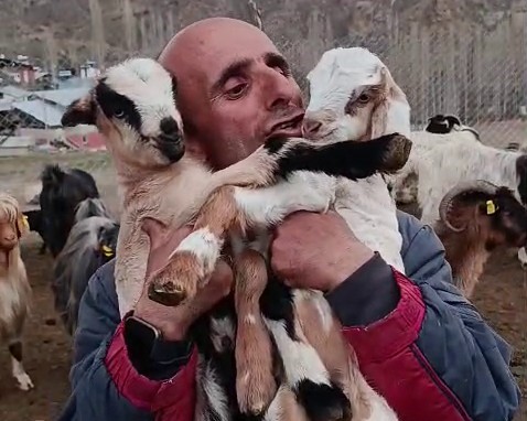 Fenomen çobanın oğlak sevgisi yürekleri ısıttı