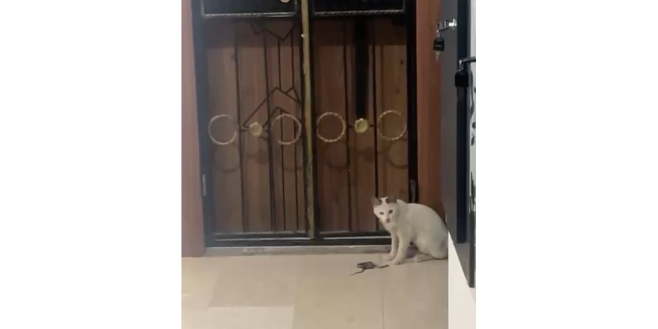 Kedinin yılanla oyunu kamerada