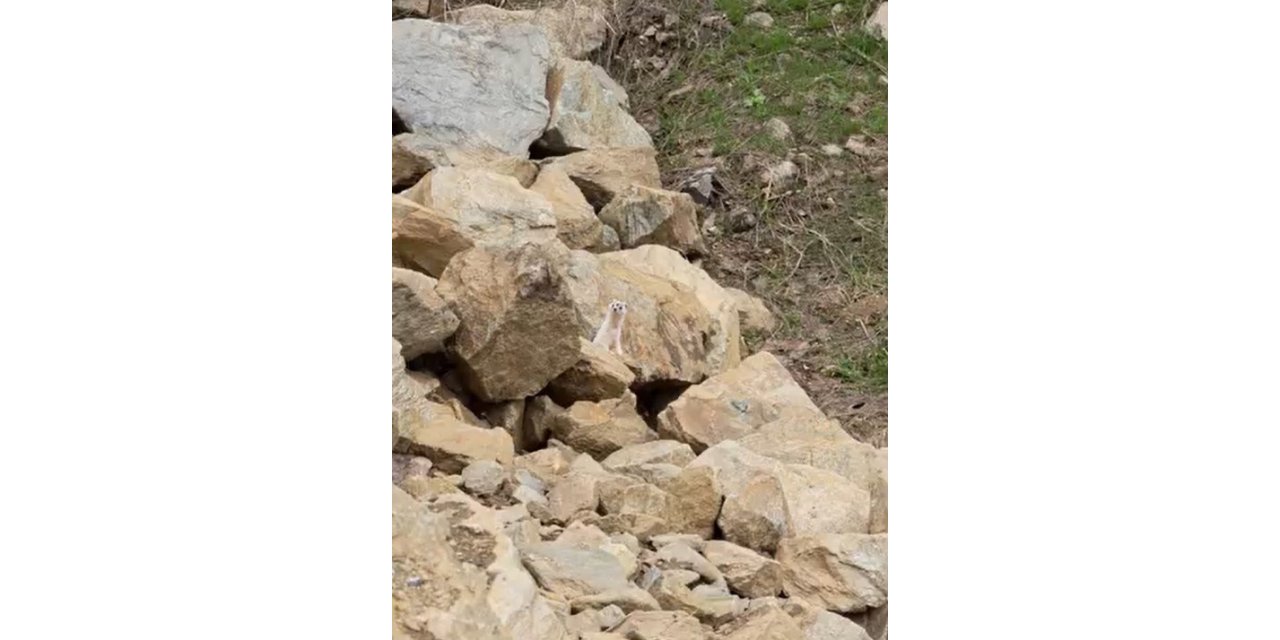 Muş’ta nadir görülen beyaz sansar görüntülendi