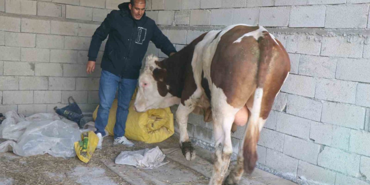 Diyadin’de besicilik geçim kapısı oldu