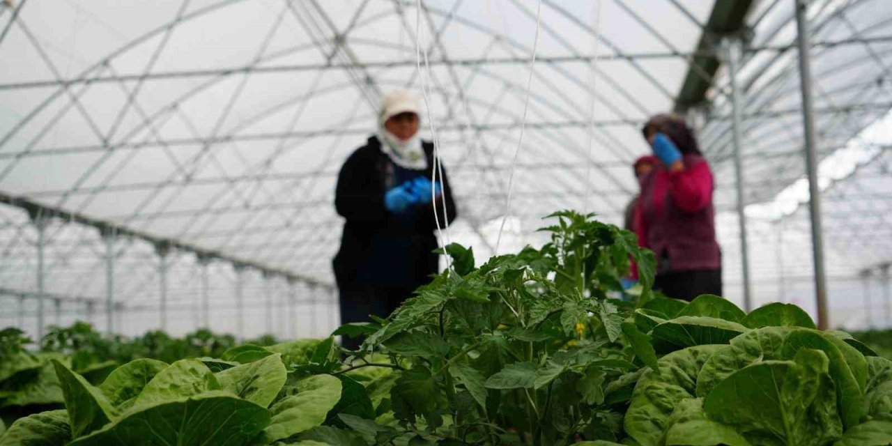 Erzincan’da sera marulunda hasat başladı