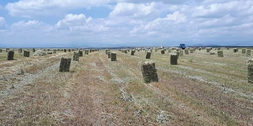 Kars’ta yüz yıllardır süregelen ot biçme yöntemi değişti