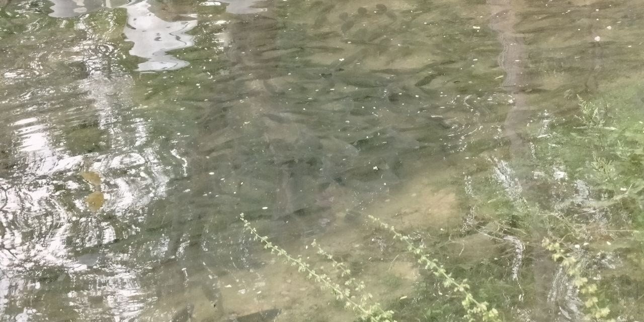 Fırat Nehri’nde akıntı arttı: Binlerce balık kıyıya akın etti